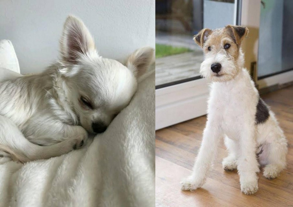 Wire Fox Terrier vs Tea Cup Chihuahua - Breed Comparison