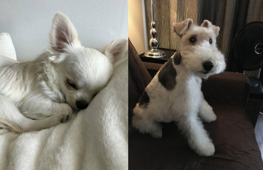 Wire Haired Fox Terrier vs Tea Cup Chihuahua - Breed Comparison