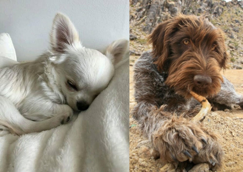 Wirehaired Pointing Griffon vs Tea Cup Chihuahua - Breed Comparison