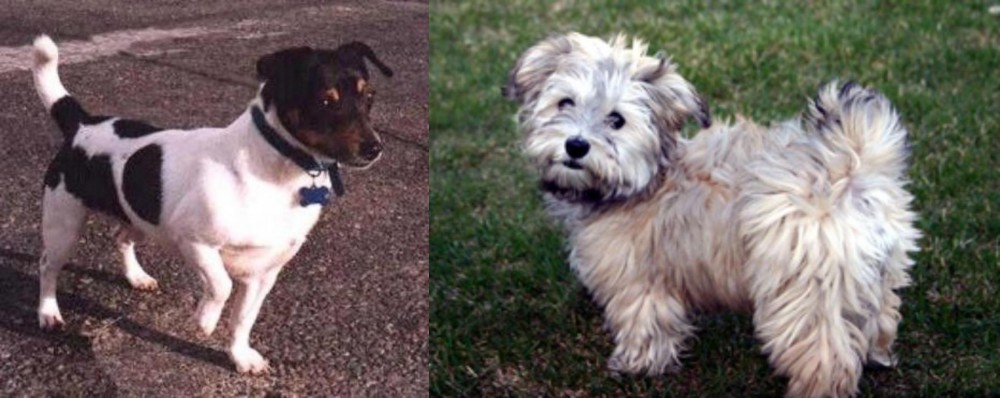 Havapoo vs Teddy Roosevelt Terrier - Breed Comparison