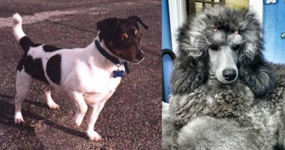 Standard Poodle vs Teddy Roosevelt Terrier - Breed Comparison