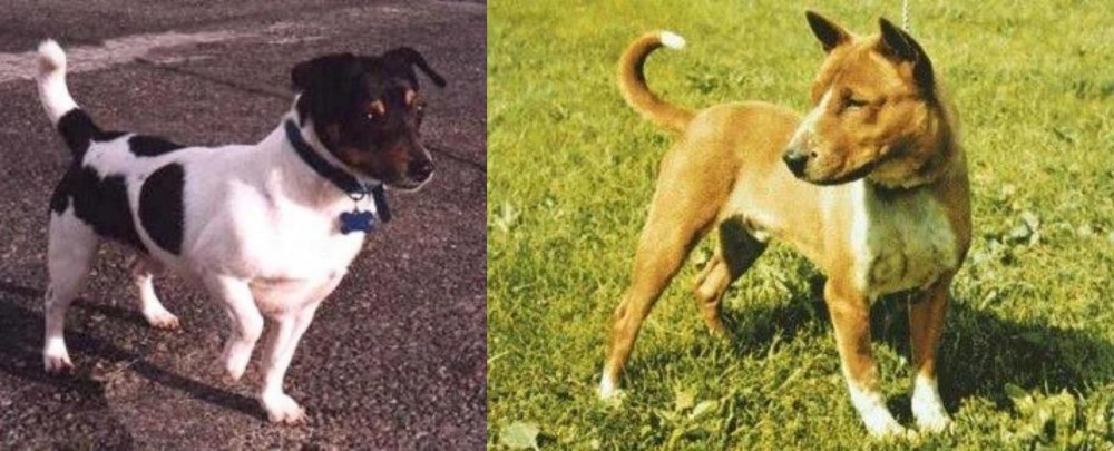 Telomian vs Teddy Roosevelt Terrier - Breed Comparison
