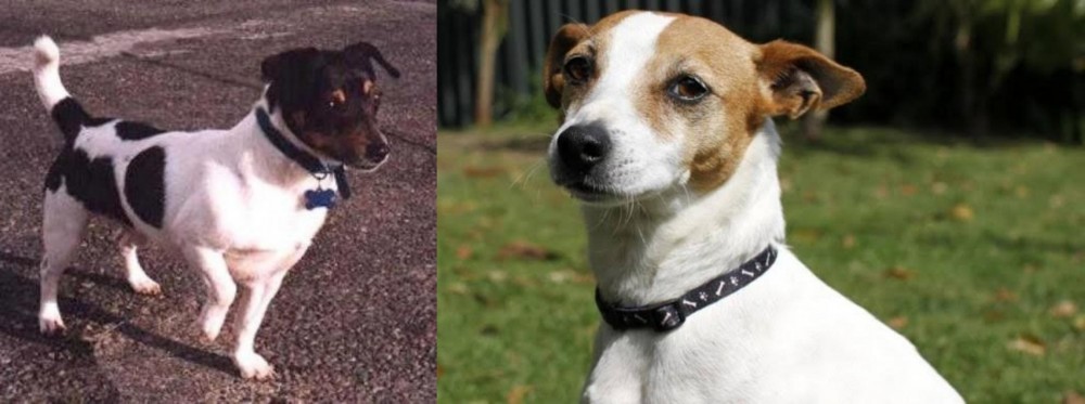 Tenterfield Terrier vs Teddy Roosevelt Terrier - Breed Comparison