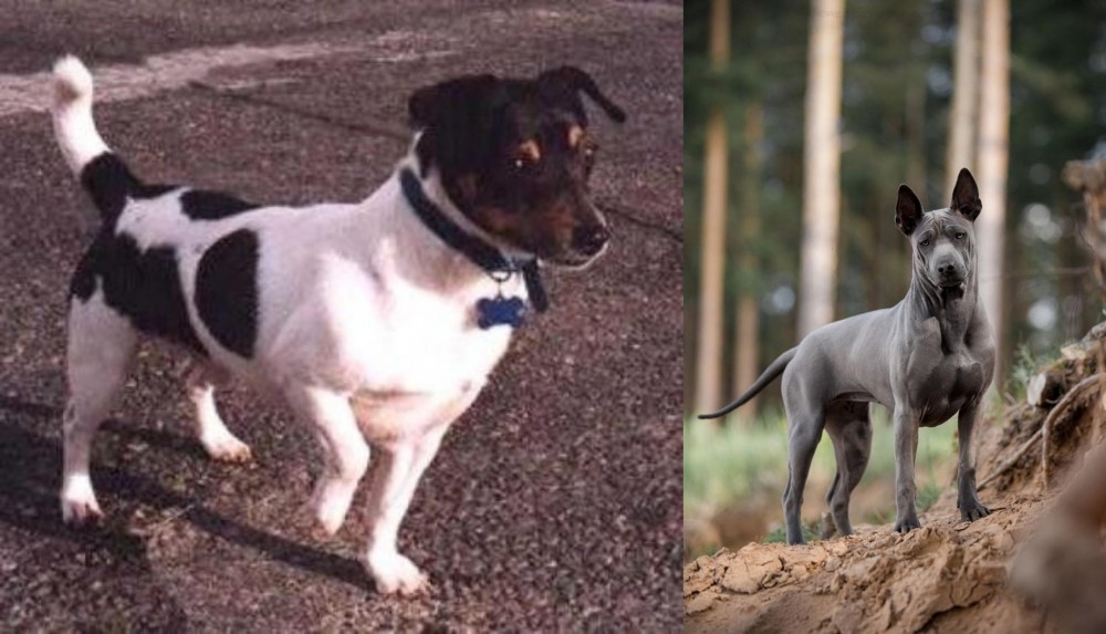 Thai Ridgeback vs Teddy Roosevelt Terrier - Breed Comparison