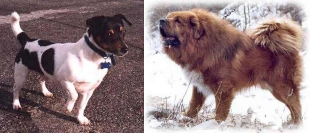 Tibetan Kyi Apso vs Teddy Roosevelt Terrier - Breed Comparison