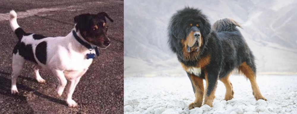 Tibetan Mastiff vs Teddy Roosevelt Terrier - Breed Comparison
