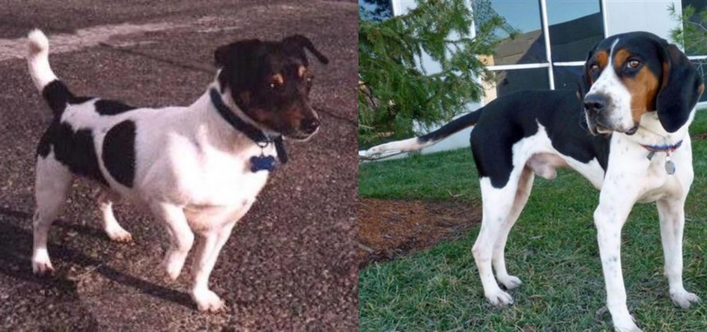 Treeing Walker Coonhound vs Teddy Roosevelt Terrier - Breed Comparison