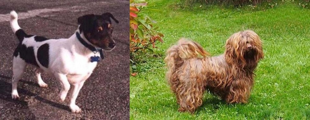 Tsvetnaya Bolonka vs Teddy Roosevelt Terrier - Breed Comparison
