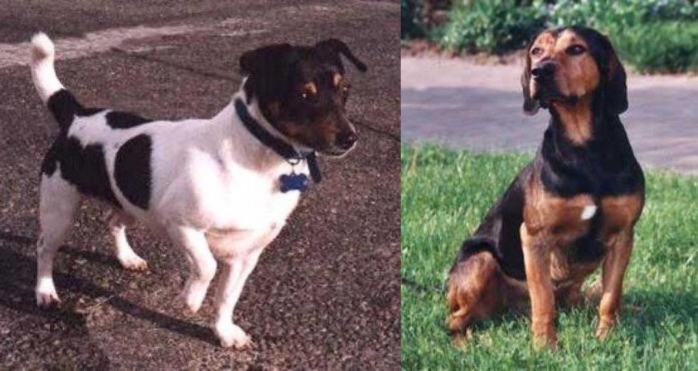 Tyrolean Hound vs Teddy Roosevelt Terrier - Breed Comparison