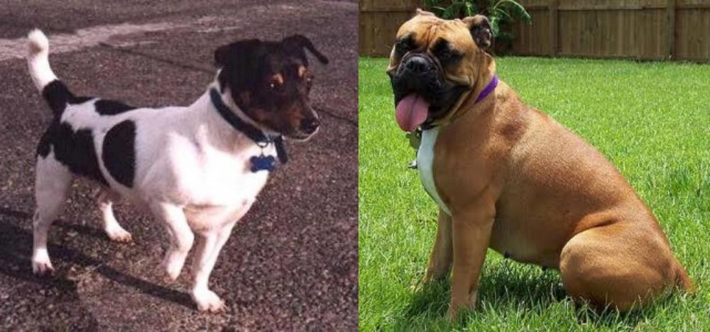 Valley Bulldog vs Teddy Roosevelt Terrier - Breed Comparison