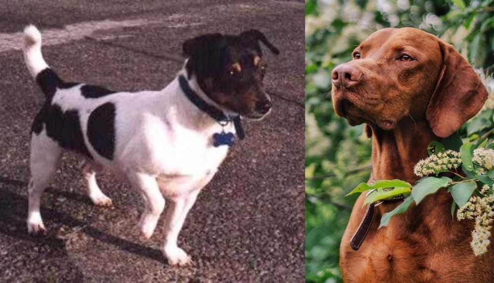 Vizsla vs Teddy Roosevelt Terrier - Breed Comparison