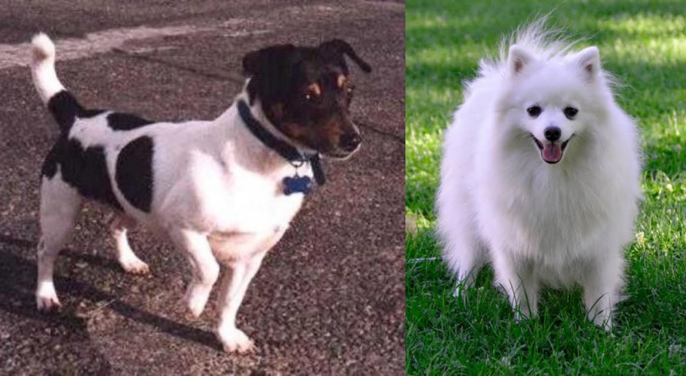 Volpino Italiano vs Teddy Roosevelt Terrier - Breed Comparison