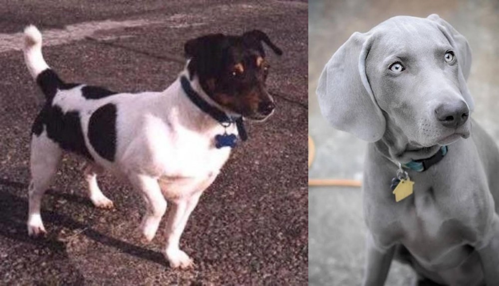 Weimaraner vs Teddy Roosevelt Terrier - Breed Comparison