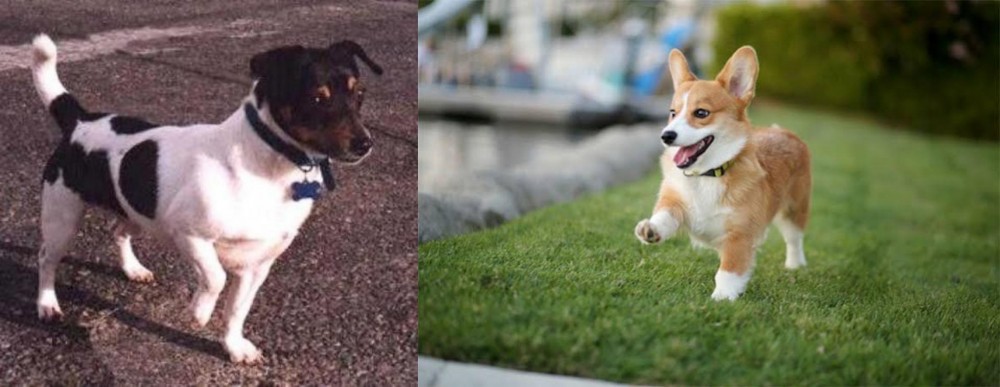 Welsh Corgi vs Teddy Roosevelt Terrier - Breed Comparison