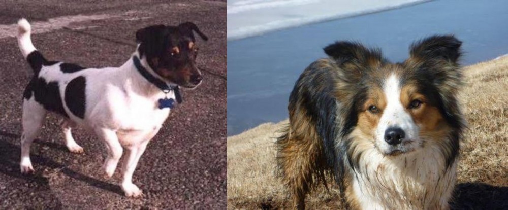 Welsh Sheepdog vs Teddy Roosevelt Terrier - Breed Comparison