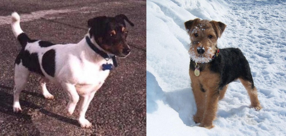 Welsh Terrier vs Teddy Roosevelt Terrier - Breed Comparison