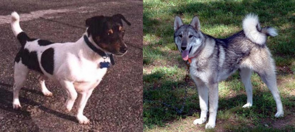 West Siberian Laika vs Teddy Roosevelt Terrier - Breed Comparison