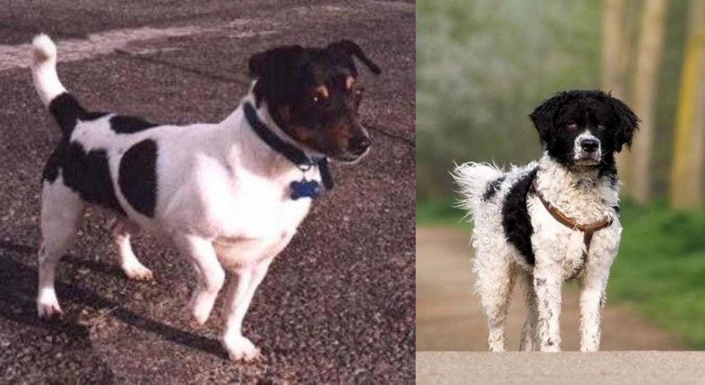 Wetterhoun vs Teddy Roosevelt Terrier - Breed Comparison