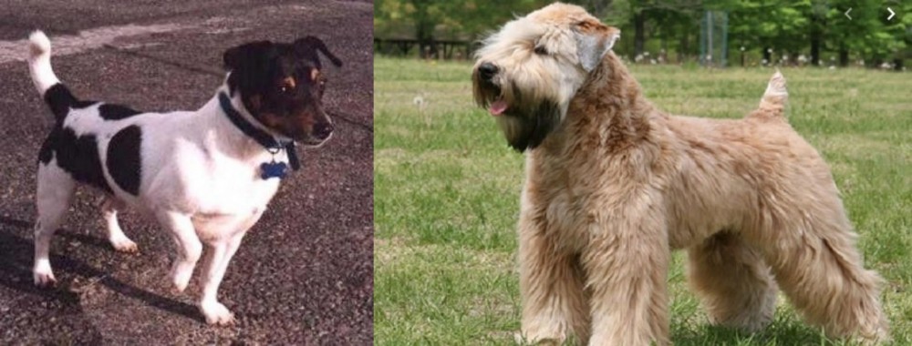 Wheaten Terrier vs Teddy Roosevelt Terrier - Breed Comparison