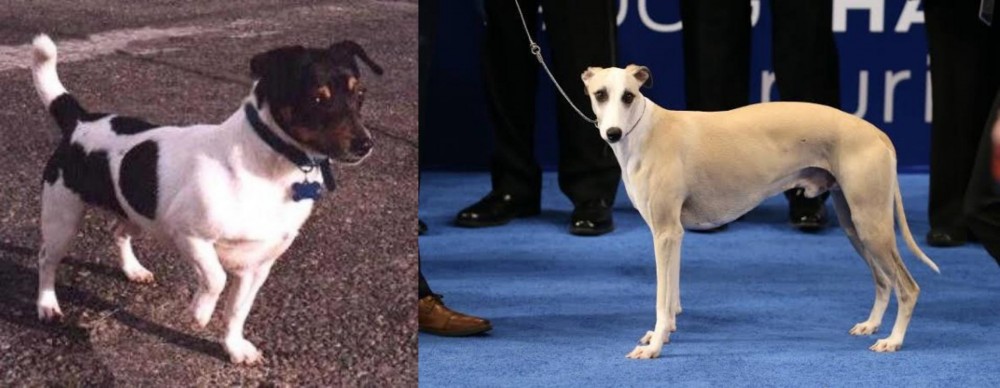 Whippet vs Teddy Roosevelt Terrier - Breed Comparison