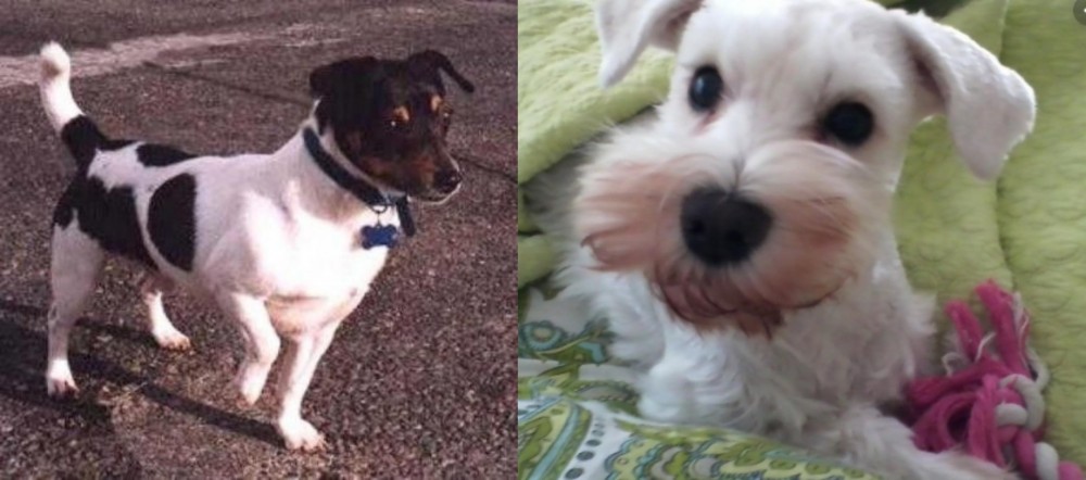 White Schnauzer vs Teddy Roosevelt Terrier - Breed Comparison