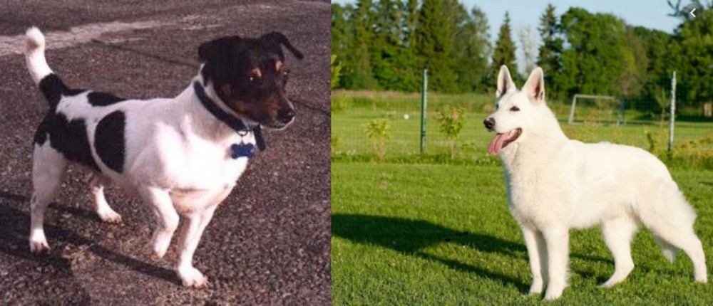 White Shepherd vs Teddy Roosevelt Terrier - Breed Comparison
