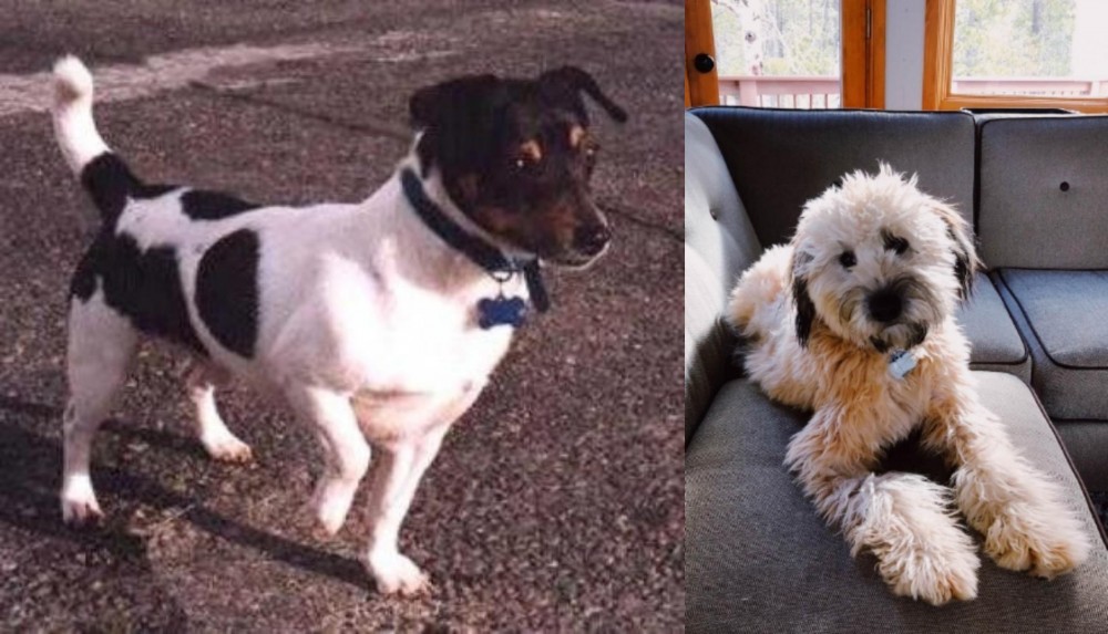 Whoodles vs Teddy Roosevelt Terrier - Breed Comparison