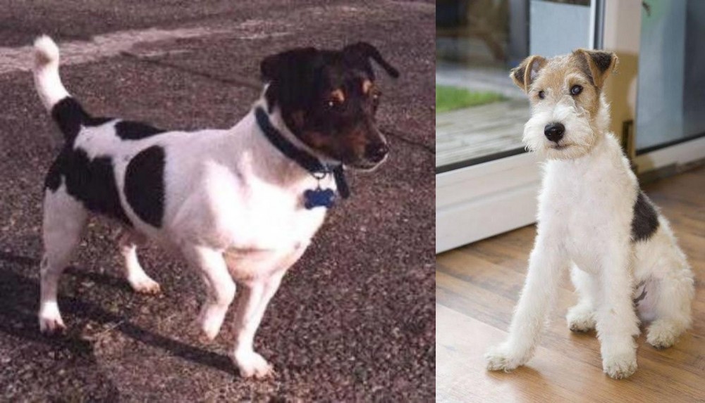 Wire Fox Terrier vs Teddy Roosevelt Terrier - Breed Comparison