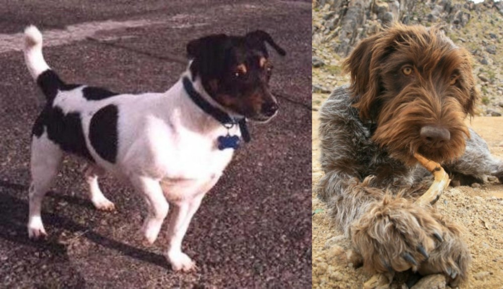 Wirehaired Pointing Griffon vs Teddy Roosevelt Terrier - Breed Comparison