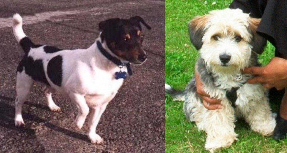 Yo-Chon vs Teddy Roosevelt Terrier - Breed Comparison