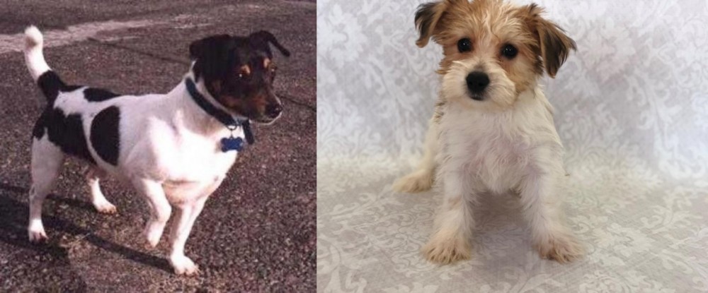 Yochon vs Teddy Roosevelt Terrier - Breed Comparison