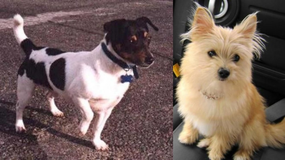Yoranian vs Teddy Roosevelt Terrier - Breed Comparison
