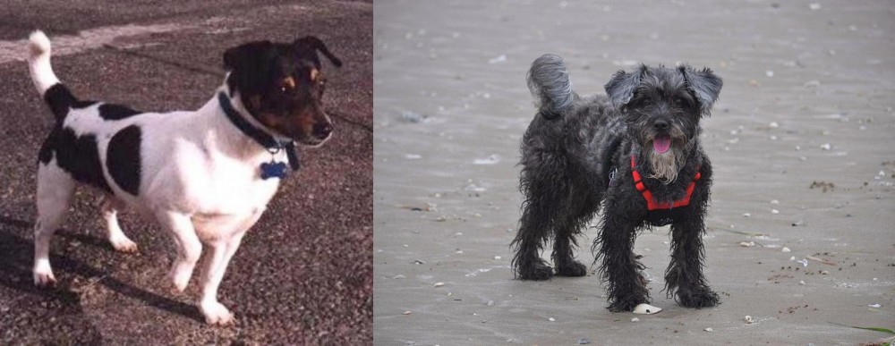 YorkiePoo vs Teddy Roosevelt Terrier - Breed Comparison