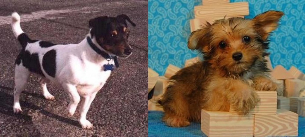 Yorkillon vs Teddy Roosevelt Terrier - Breed Comparison