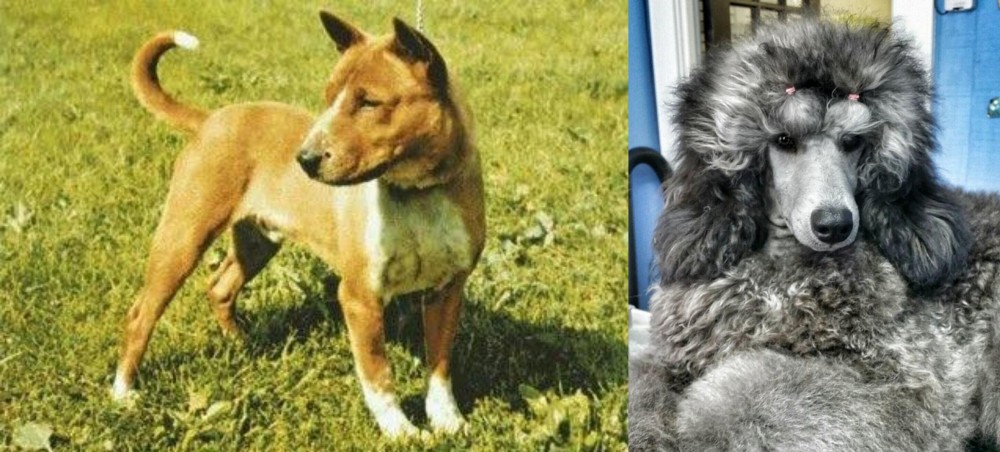 Standard Poodle vs Telomian - Breed Comparison