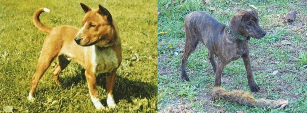 Treeing Cur vs Telomian - Breed Comparison