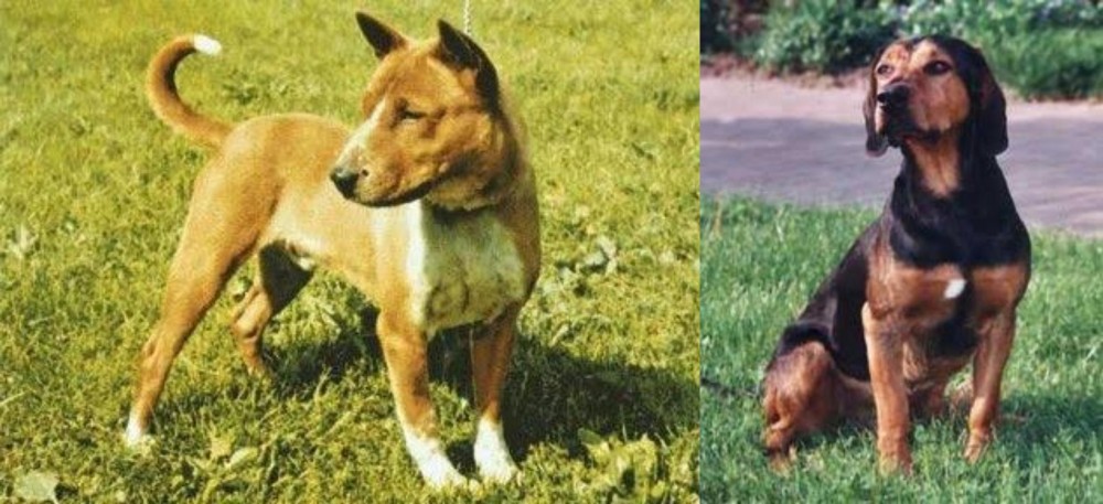 Tyrolean Hound vs Telomian - Breed Comparison