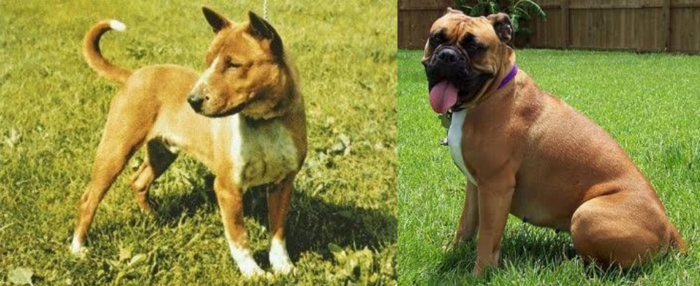 Valley Bulldog vs Telomian - Breed Comparison
