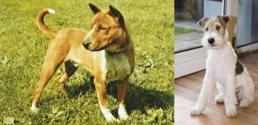 Wire Fox Terrier vs Telomian - Breed Comparison