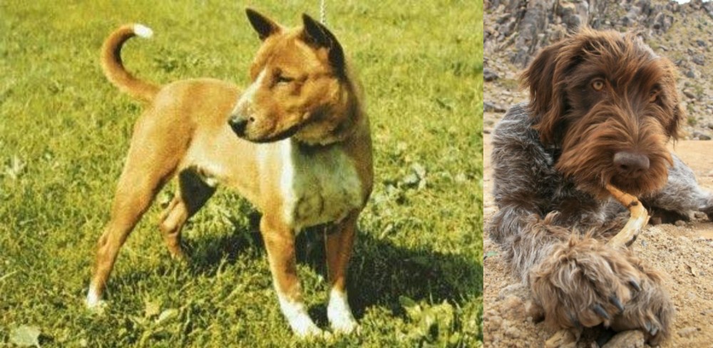Wirehaired Pointing Griffon vs Telomian - Breed Comparison
