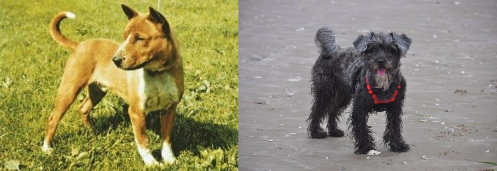 YorkiePoo vs Telomian - Breed Comparison