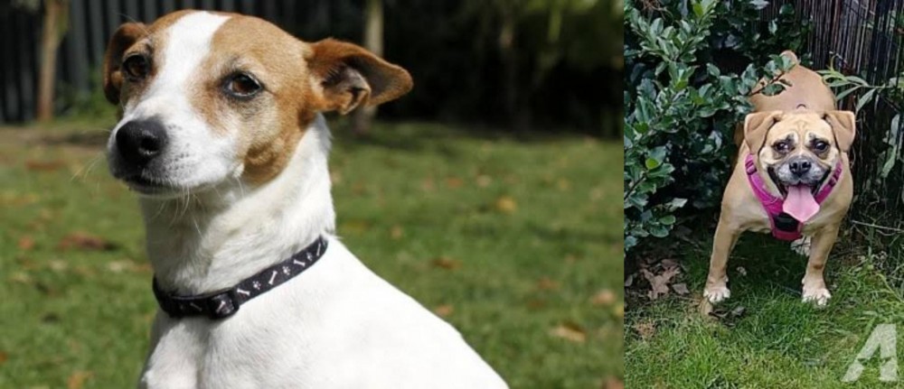 Beabull vs Tenterfield Terrier - Breed Comparison