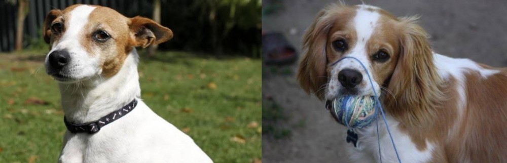 Cockalier vs Tenterfield Terrier - Breed Comparison