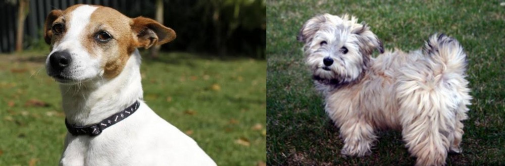 Havapoo vs Tenterfield Terrier - Breed Comparison