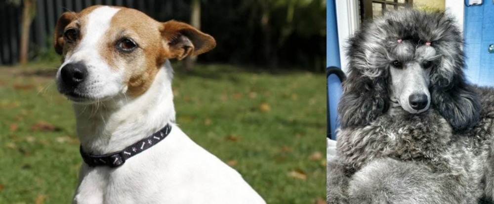 Standard Poodle vs Tenterfield Terrier - Breed Comparison