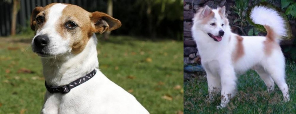 Thai Bangkaew vs Tenterfield Terrier - Breed Comparison