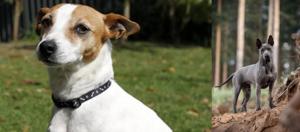 Thai Ridgeback vs Tenterfield Terrier - Breed Comparison