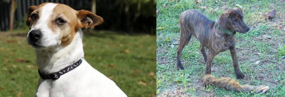 Treeing Cur vs Tenterfield Terrier - Breed Comparison