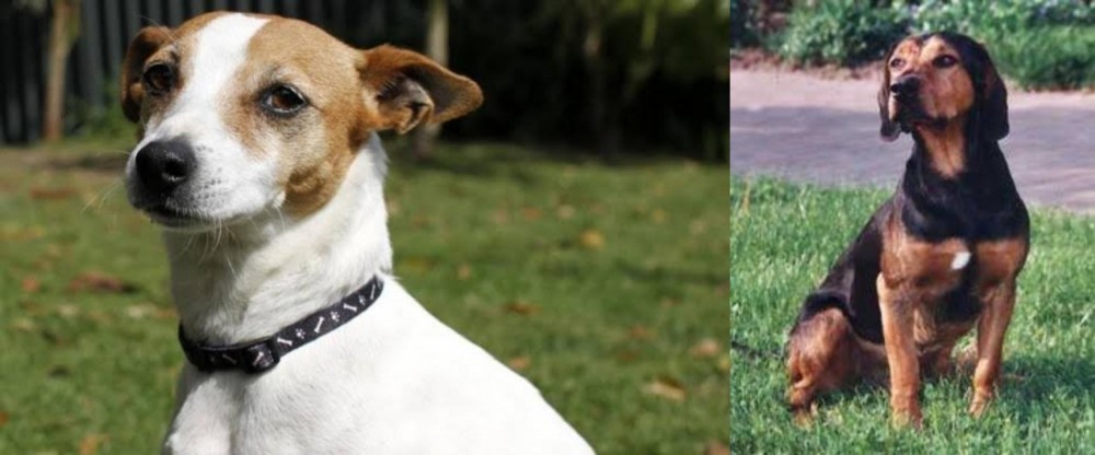 Tyrolean Hound vs Tenterfield Terrier - Breed Comparison