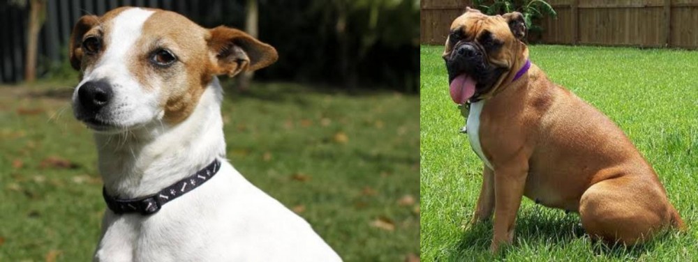 Valley Bulldog vs Tenterfield Terrier - Breed Comparison